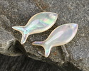 White Resin & Shell Fish Focal 10x24mm