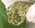 Green Garnet Microfaceted Rondelle 2x3mm