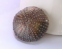 Mykonos Antique Copper (plated) Sea Urchin Focal 36mm