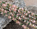 Czech Glass Pink & Green Crackle Fire Polished Round 6mm