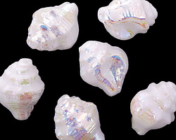 Czech Glass White AB Murex Shell 15x12mm