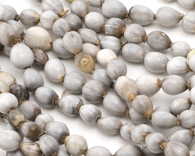 Job's Tears Seeds 9-13x6-8mm