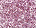 TOHO Gold Lustered Light Amethyst Round 11/0 Seed Bead