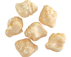 Czech Glass White w/ Champagne Luster Murex Shell 15x12mm