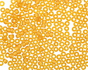 TOHO Transparent Frosted Light Topaz Round 8/0 Seed Bead