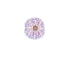 Grace Lampwork Lavender Sea Urchin Lentil 17mm