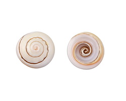 Luhuanus Everlasting Shell Spire Slice Bead 22-28mm