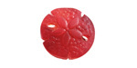 Cherry Red Beach-Style Glass Sand Dollar 20mm