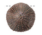 Mykonos Antique Copper (plated) Sea Urchin Focal 36mm