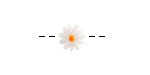 White Daisy Shell Coin 10mm