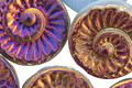 Czech Glass Blue Opal w/ Metallic Rainbow Ammonite Coin 19mm