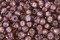 TOHO Milky Nutmeg (with Silver Lining) Round 11/0 Seed Bead