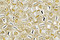 TOHO Aiko Permanent Transparent Crystal (with silver lining) Precision Cylinder 11/0 Seed Bead